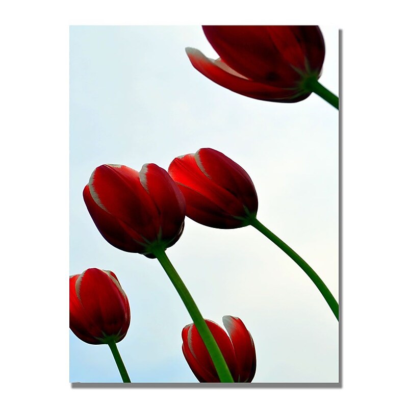 Trademark Fine Art Michelle Calkins 'Red Tulips from the Bottom Up' Canvas Art image 1