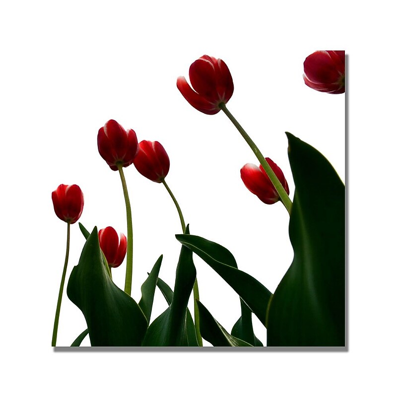 Trademark Fine Art Michelle Calkins 'Red Tulips from Bottom Up V' Canvas Art image 1