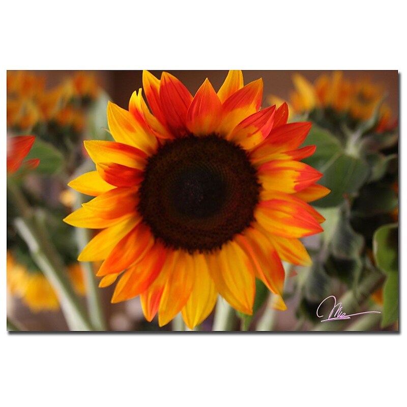 Trademark Fine Art Martha Guerra 'Sunflower V' Canvas Art image 1