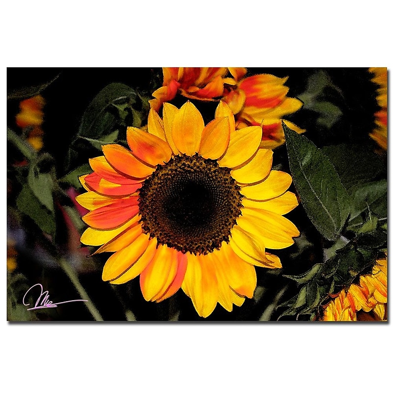 Trademark Fine Art Martha Guerra 'Sunflowers XII' Canvas Art image 1