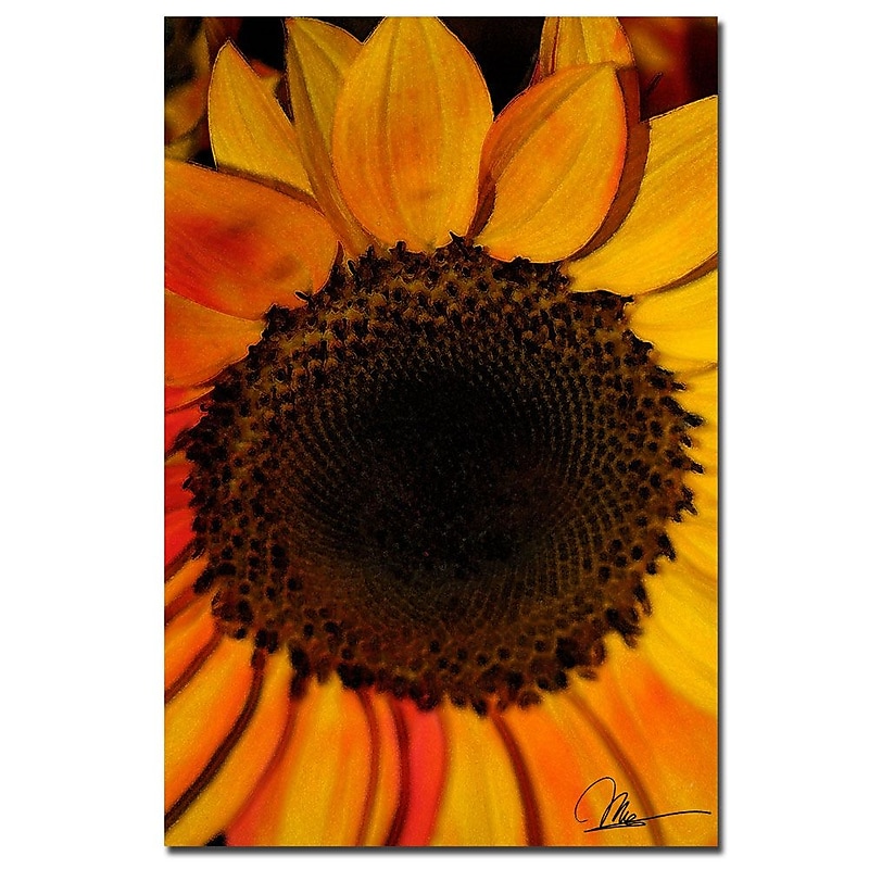 Trademark Fine Art Martha Guerra 'Sunflowers XIII' Canvas Art image 1