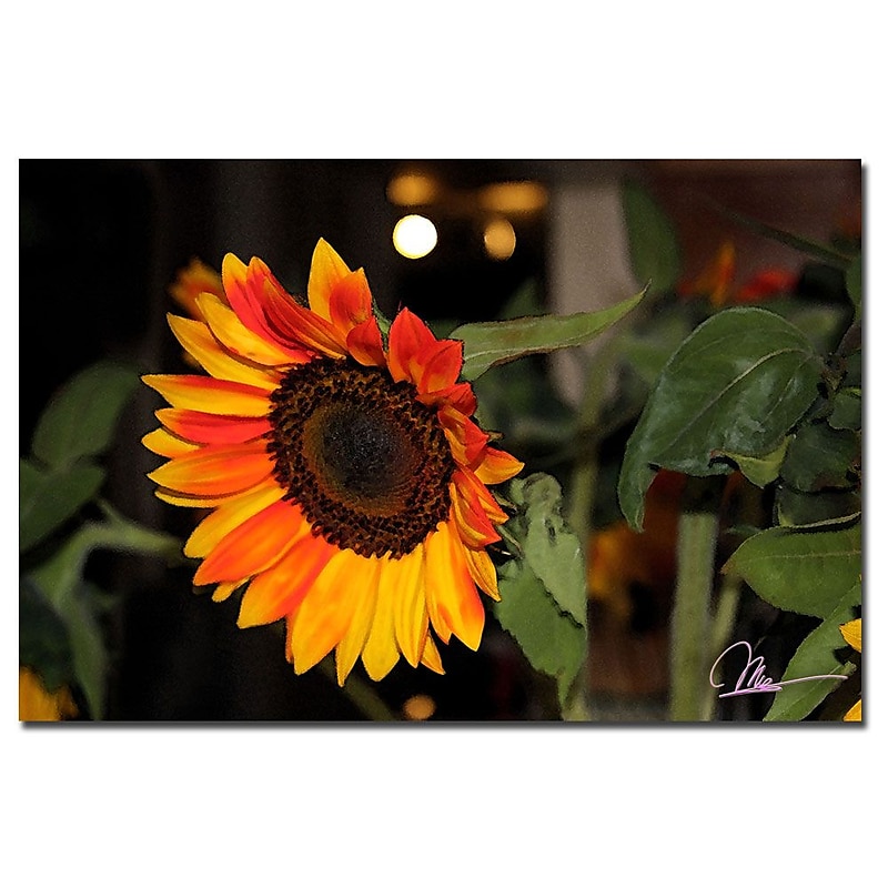 Trademark Fine Art Martha Guerra 'Sunflowers IX' Canvas Art image 1