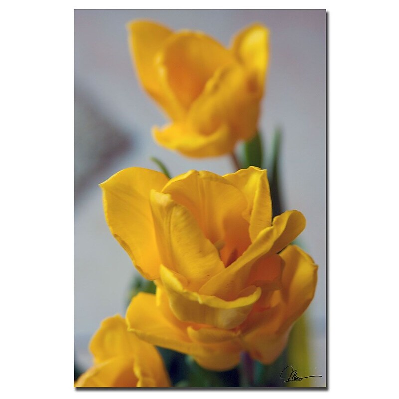 Trademark Fine Art Martha Guerra 'Yellow Tulips II' Canvas Art image 1