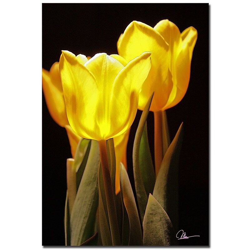 Trademark Fine Art Martha Guerra 'Yellow Tulips III' Canvas Art 16x24 Inches image 1