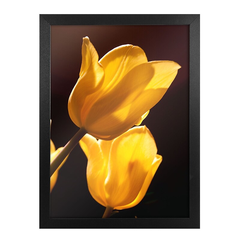 Trademark Fine Art Martha Guerra 'YellowBlooms VI' Canvas Art image 1