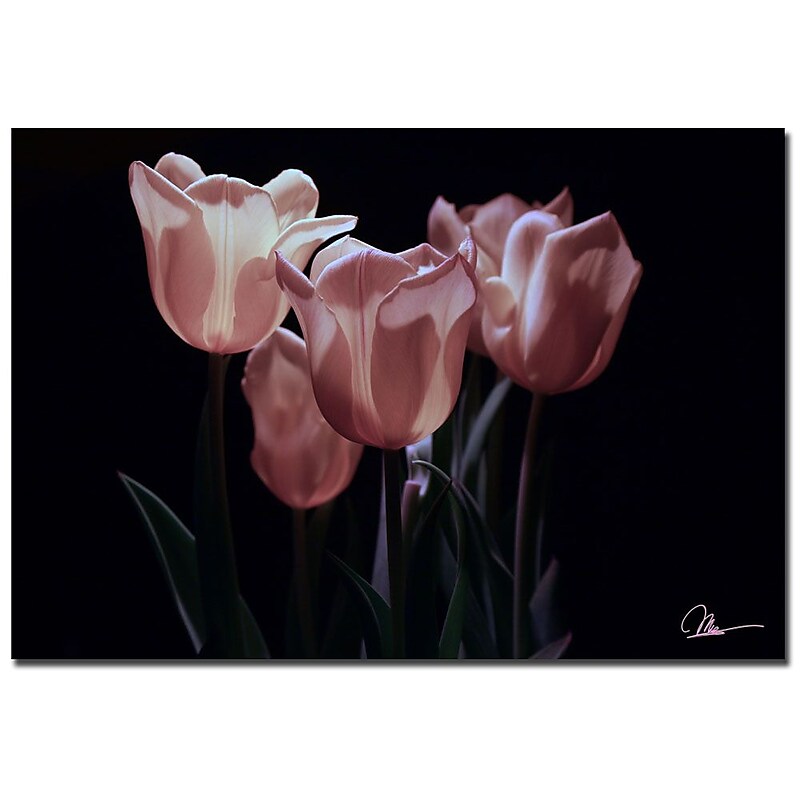 Trademark Fine Art Martha Guerra 'Pink Blooms II' Canvas Art 16x24 Inches image 1