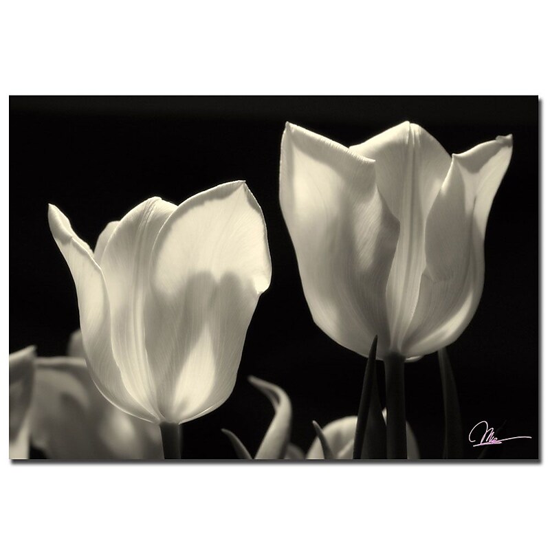 Trademark Fine Art Martha Guerra 'Tulips' Canvas Art 16x24 Inches image 1