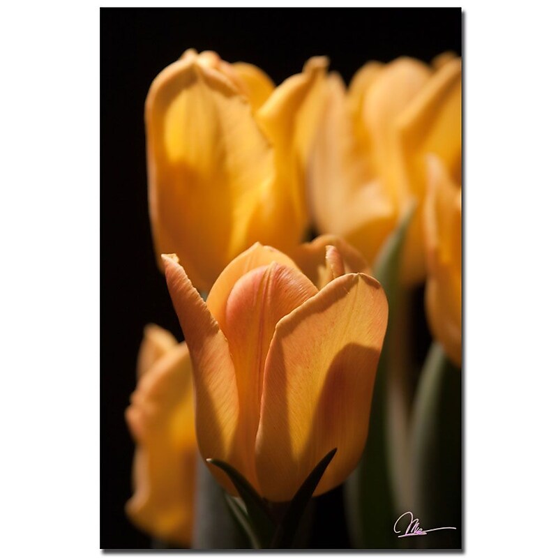 Trademark Fine Art Martha Guerra 'Pink Tulip Canvas Art image 1
