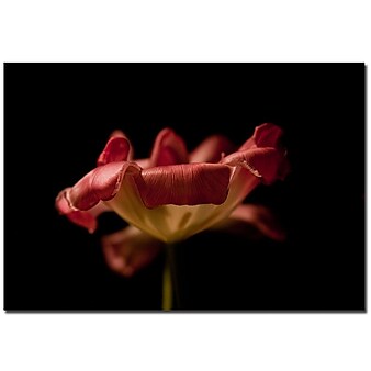 Trademark Fine Art Martha Guerra 'Tulip' Canvas Art Ready to Hang 24x32 Inches