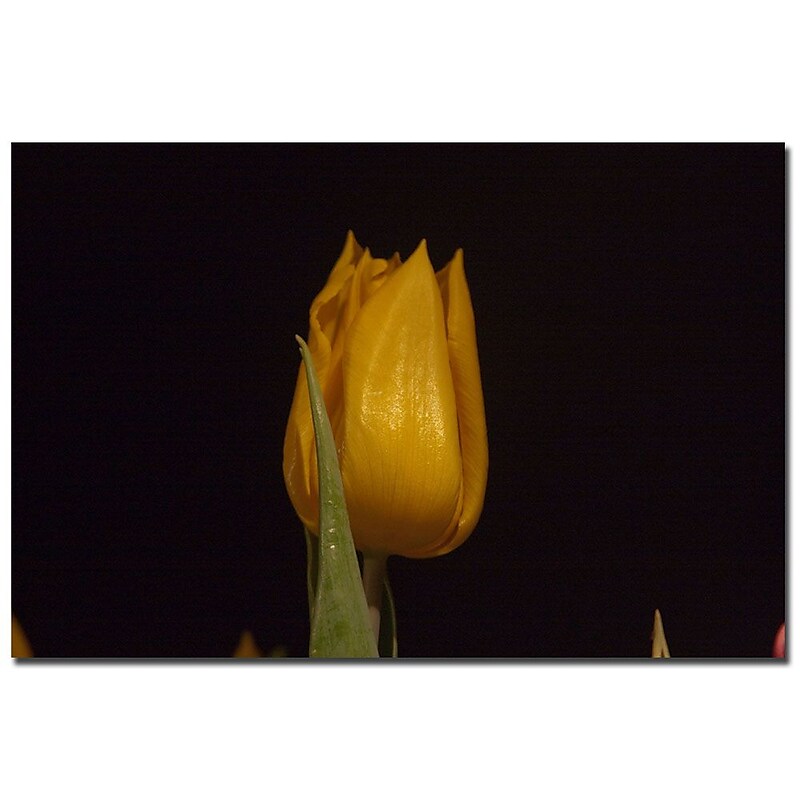 Trademark Fine Art Martha Guerra 'Blooming Tulip V' Canvas Art image 1