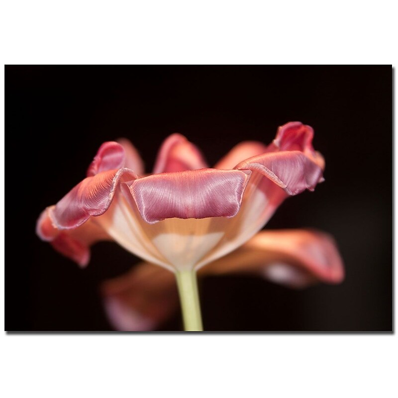 Trademark Fine Art Martha Guerra 'Tulip' Canvas Art 16x24 Inches image 1