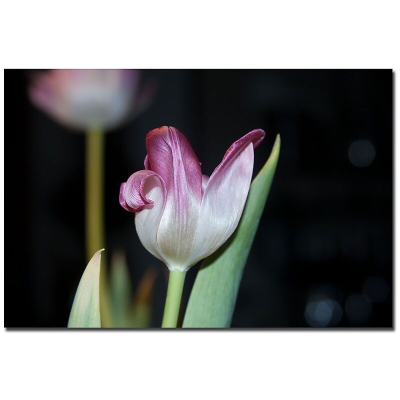 Trademark Fine Art Martha Guerra 'Pink Tulips II' Canvas Art image 1