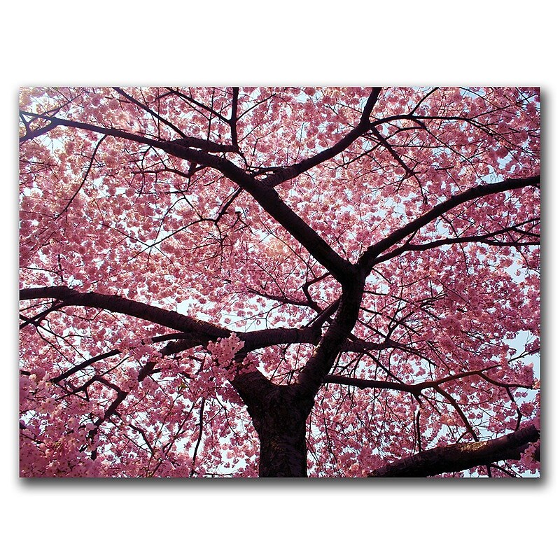 Trademark Fine Art Cherry Tree by CATeyes-Canvas Ready to Hang 18x24 Inches image 1
