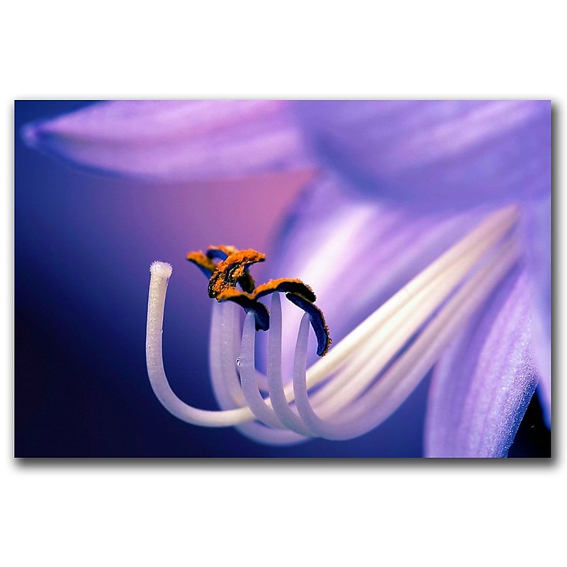 Trademark Fine Art Eternal Seductiveness by CATeyes-Canvas Ready to Hang 22x32 Inches image 1