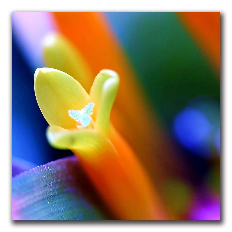 Trademark Fine Art Feelings by CATeyes-18x18 Canvas Art Ready to Hang image 1