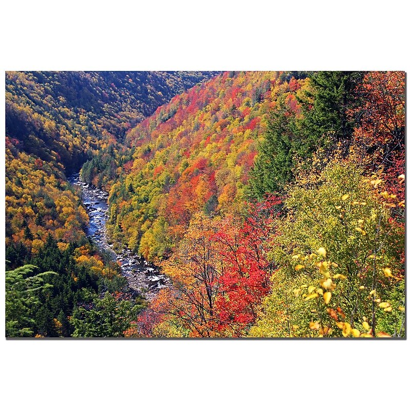 Trademark Fine Art CATeyes 'Autumn's Fire' Canvas Art 16x24 Inches image 1