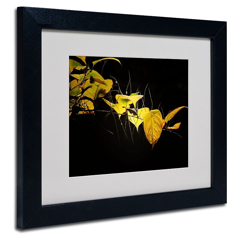 Trademark Fine Art Philippe Sainte-Laudy 'Golding' Matted Art Black Frame 11x14 Inches image 1