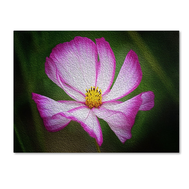 Trademark Fine Art Philippe Sainte-Laudy 'Valentine's Day' Canvas Art 30x47 Inches image 1