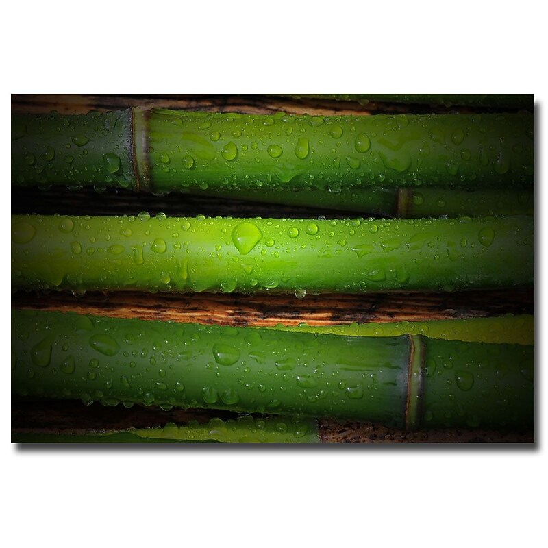 Trademark Fine Art Philippe Sainte Laudy 'Bamboo Drops' Canvas Art 30x47 Inches image 1