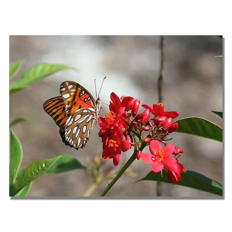 Trademark Fine Art Patty Tuggle 'Butterfly on Red Flowers' Canvas Art 18x24 Inches image 1