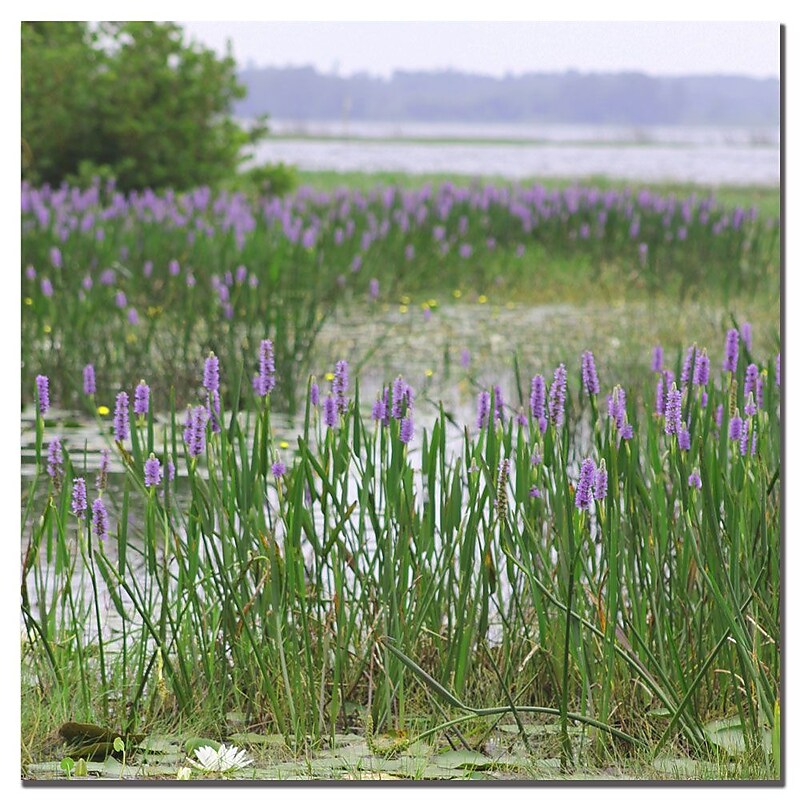 Trademark Fine Art Patty Tuggle 'Floral Lake' Canvas Art image 1