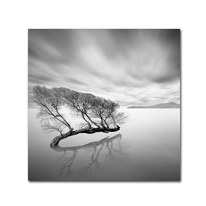 Trademark Fine Art 'Water Tree VII' 14" x 14" Canvas Art image 1