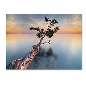 Trademark Fine Art 'Water Tree XIV' 16" x 24" Canvas Art