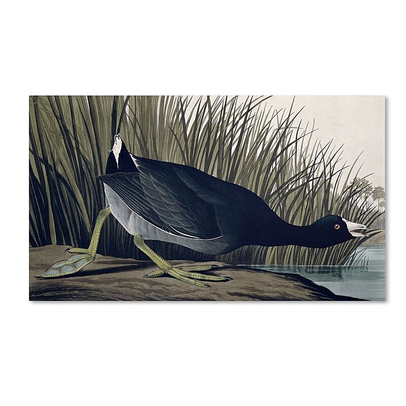 Trademark Fine Art 'American Coot' 18" x 32" Canvas Art image 1