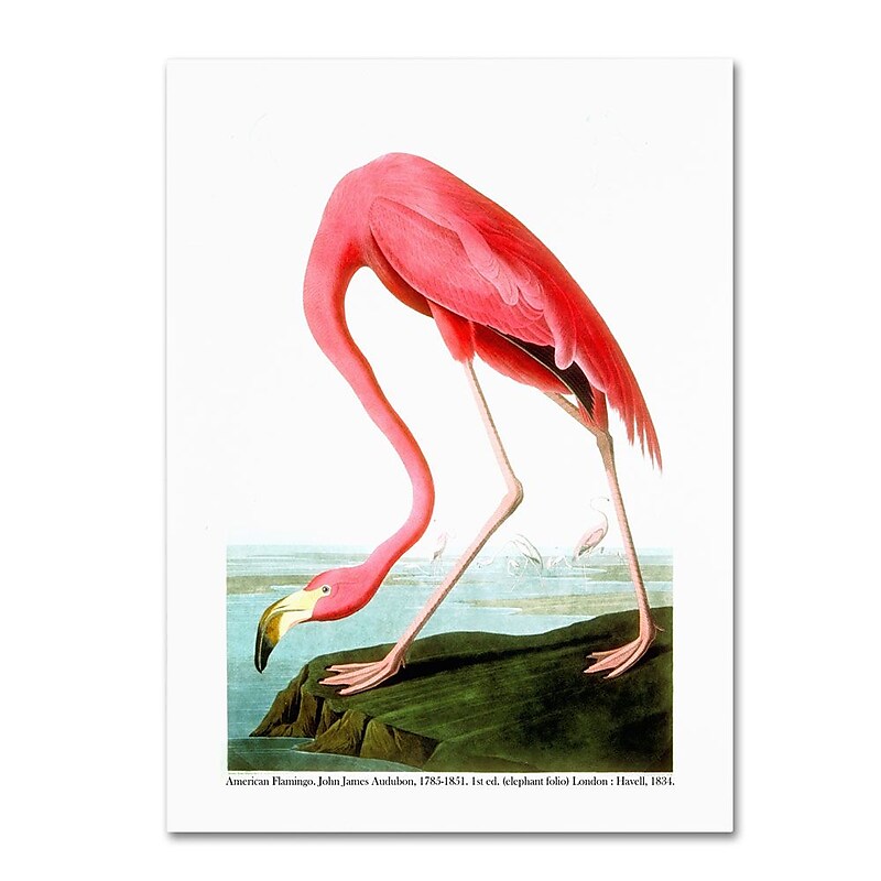Trademark Fine Art 'American Flamingo' 35" x 47" Canvas Art image 1