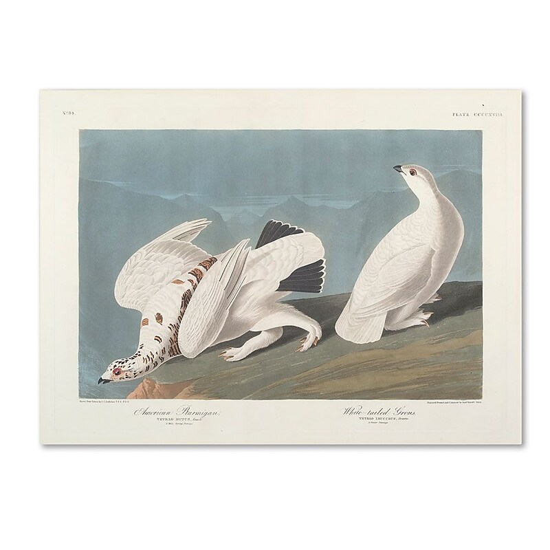 Trademark Fine Art 'American Ptarmigan' 14" x 19" Canvas Art image 1