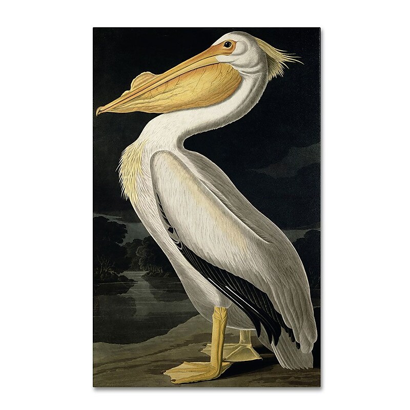 Trademark Fine Art 'American White Pelican' 16" x 24" Canvas Art image 1