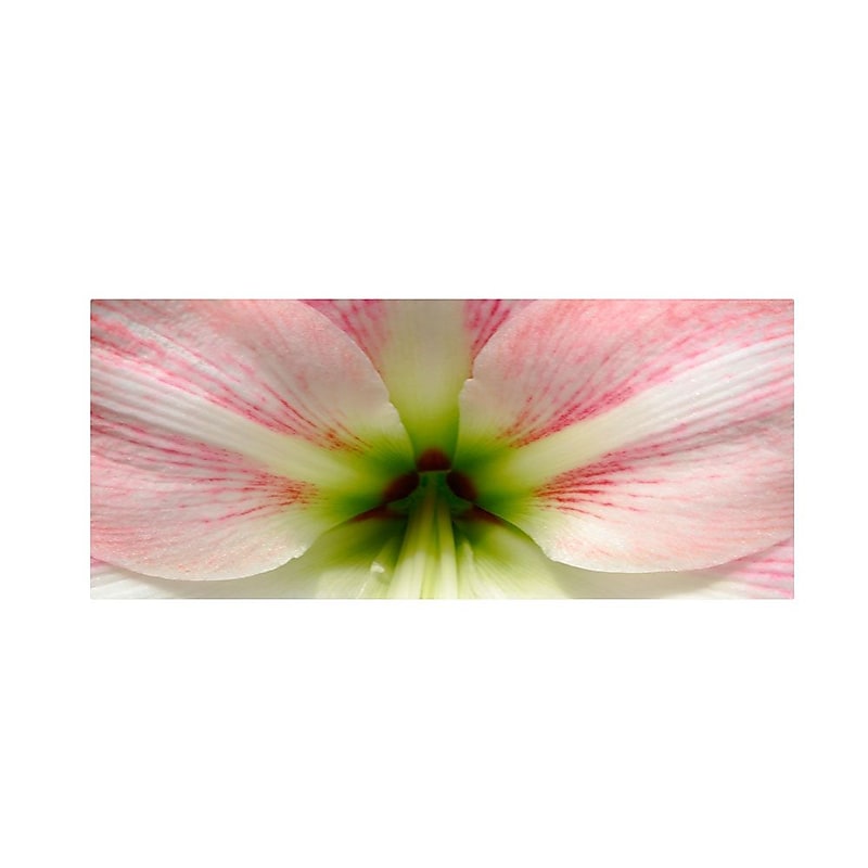 Trademark Fine Art 'Amazing Amaryllis' 10" x 19" Canvas Art image 1
