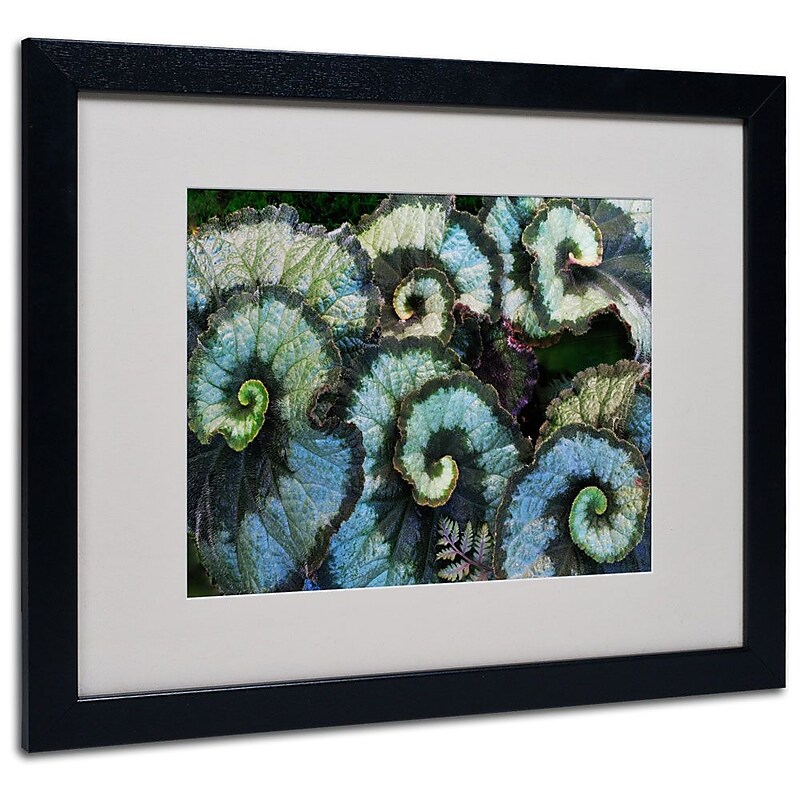 Trademark Fine Art 'Escargot Begonia' 16" x 20" Black Frame Art image 1