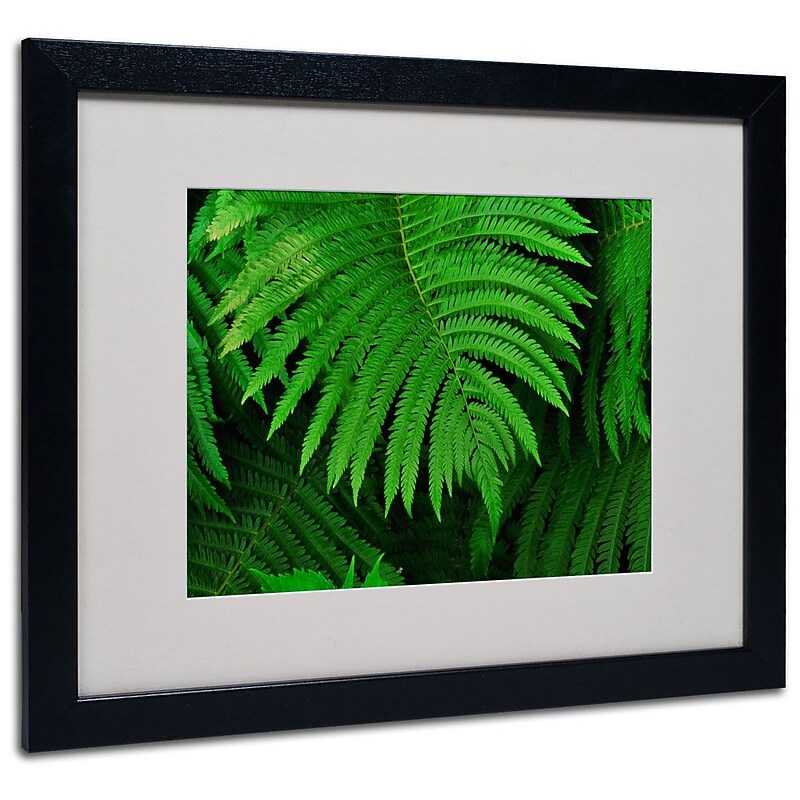 Trademark Fine Art 'Healing Ferns' 16" x 20" Black Frame Art image 1