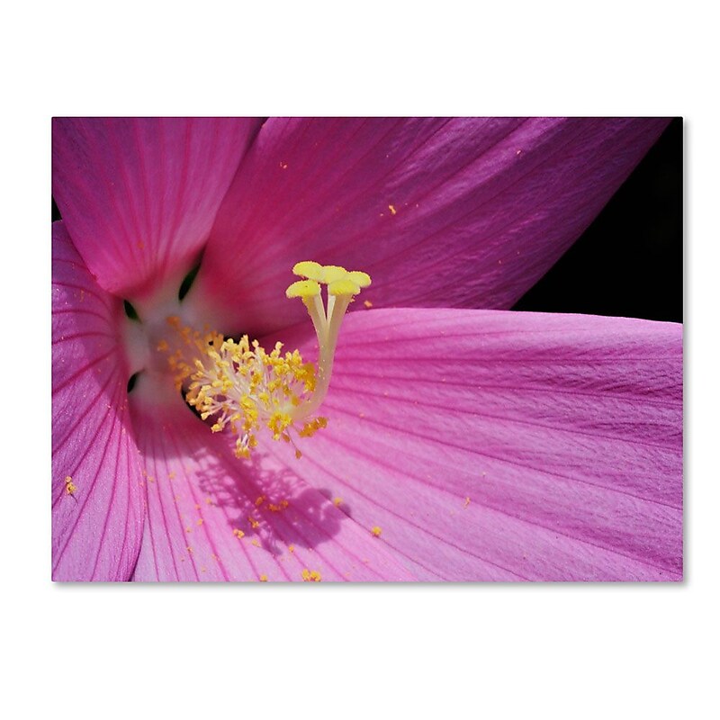 Trademark Fine Art 'Inside a Pink Hibiscus' 22" x 32" Canvas Art image 1