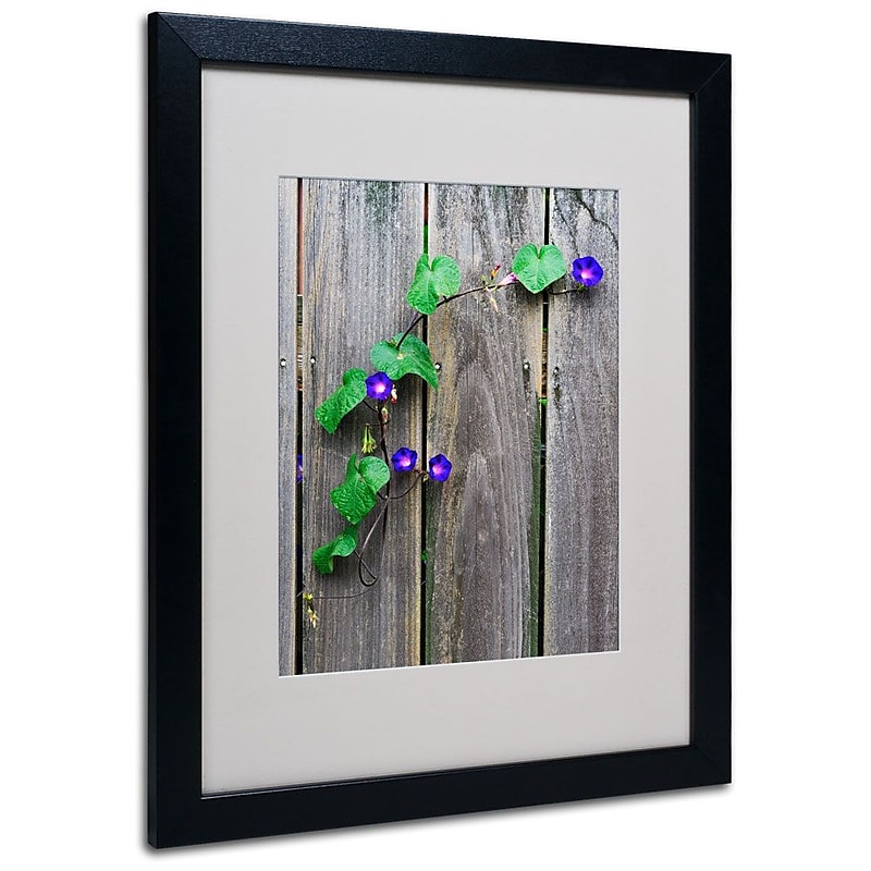 Trademark Fine Art 'Morning Glory Fence' 16" x 20" Black Frame Art image 1