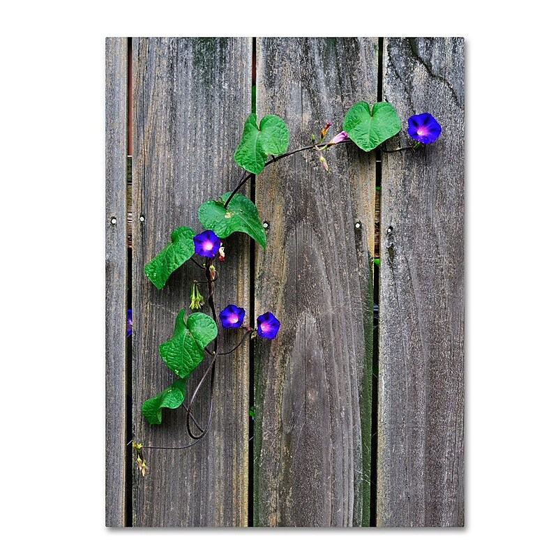 Trademark Fine Art 47" x 30" Wooden Frame Morning Glory Fence image 1