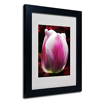 Trademark Fine Art 'Perfect Pink and White Tulip' 11" x 14" Black Frame Art