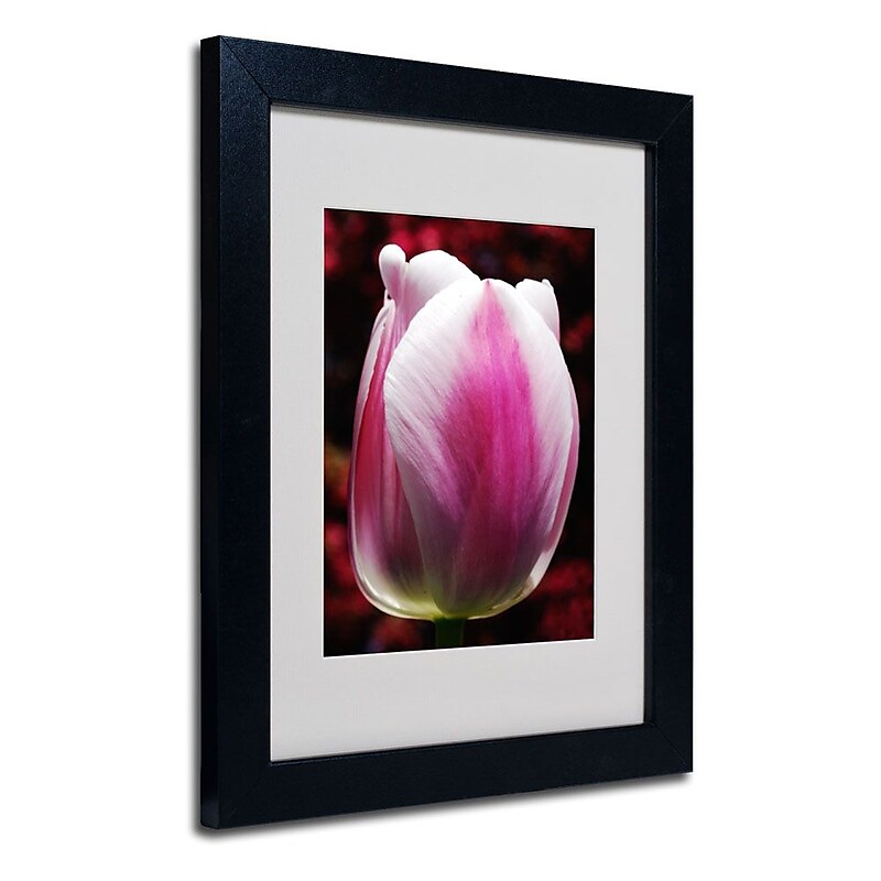 Trademark Fine Art 'Perfect Pink and White Tulip' 11" x 14" Black Frame Art image 1