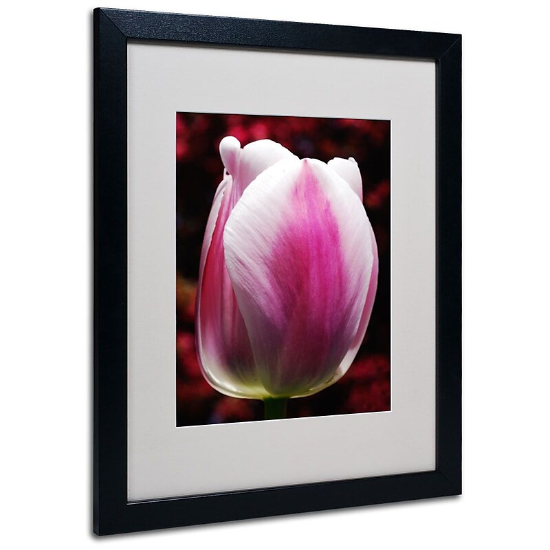 Trademark Fine Art 'Perfect Pink and White Tulip' 16" x 20" Black Frame Art image 1