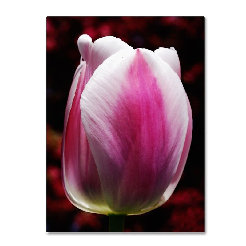 Trademark Fine Art 'Perfect Pink and White Tulip' 16" x 24" Canvas Art image 1