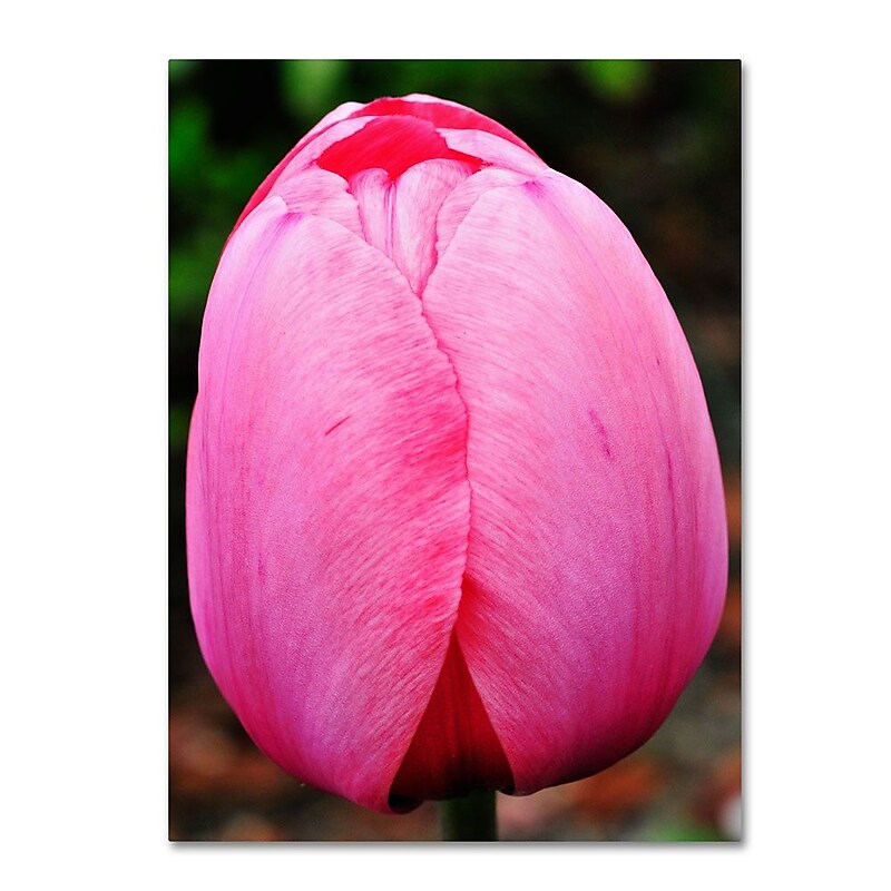 Trademark Fine Art 'Perfect Pink Tulip' 14" x 19" Canvas Art image 1