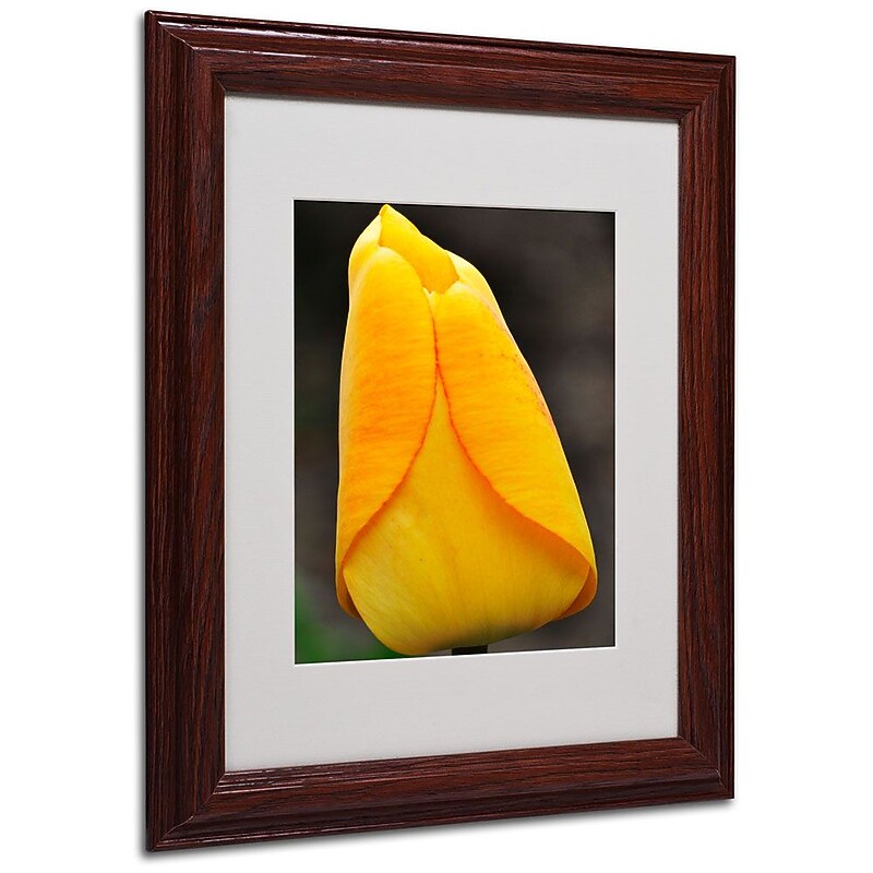 Trademark Fine Art 'Perfect Yellow Tulip' 11" x 14" Wood Frame Art image 1