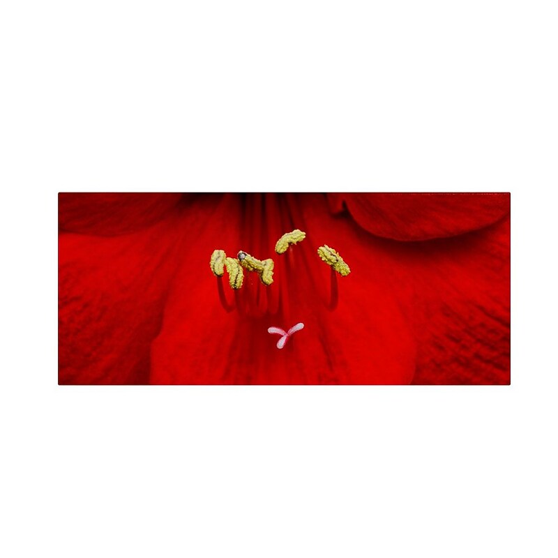 Trademark Fine Art 'Red (Amaryllis)' 20" x 47" Canvas Art image 1