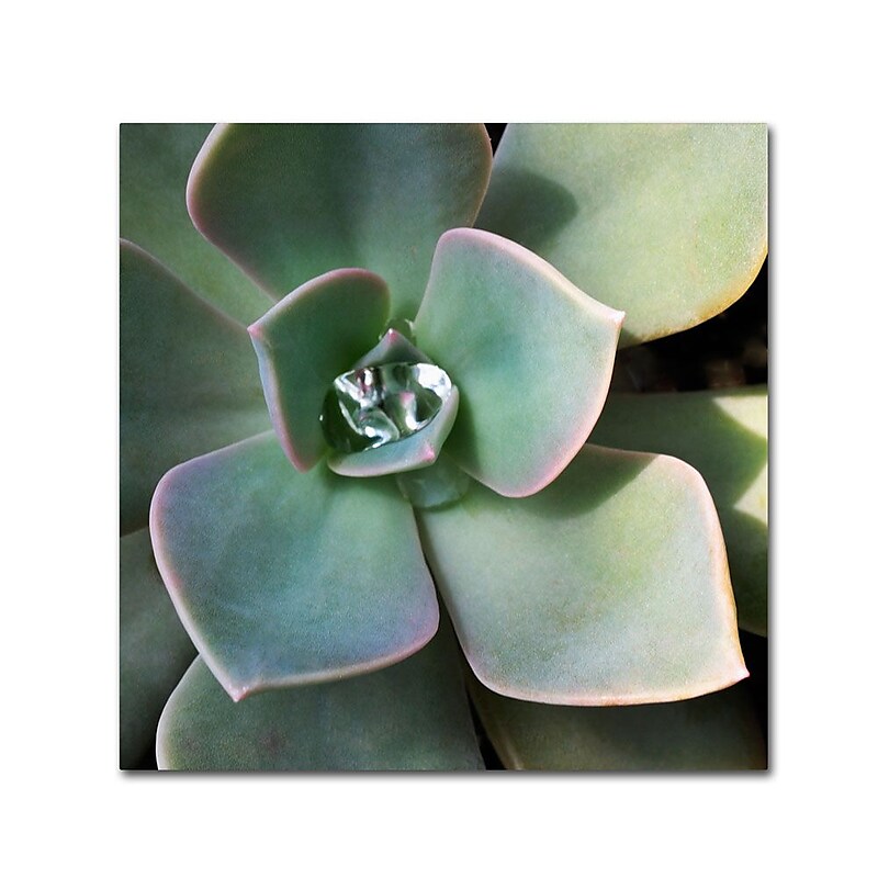 Trademark Fine Art 'Succulent Rain Drop' 14" x 14" Canvas Art image 1