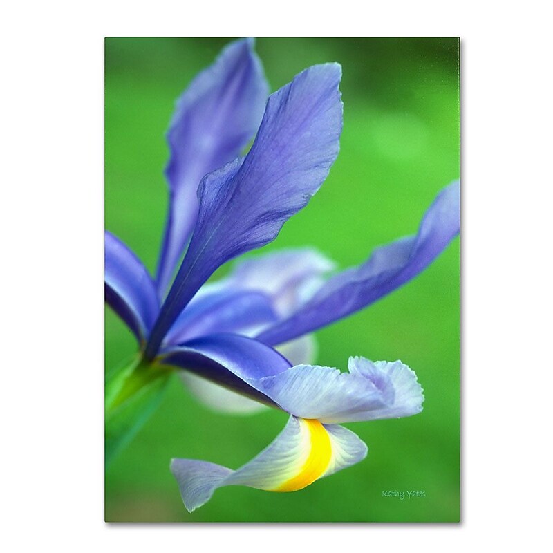 Trademark Fine Art 'Spring Iris' 16" x 24" Canvas Art image 1