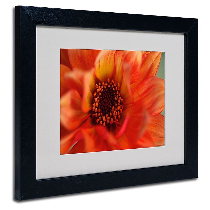 Trademark Fine Art 'Fiery Dahlia' 11" x 14" Black Frame Art image 1
