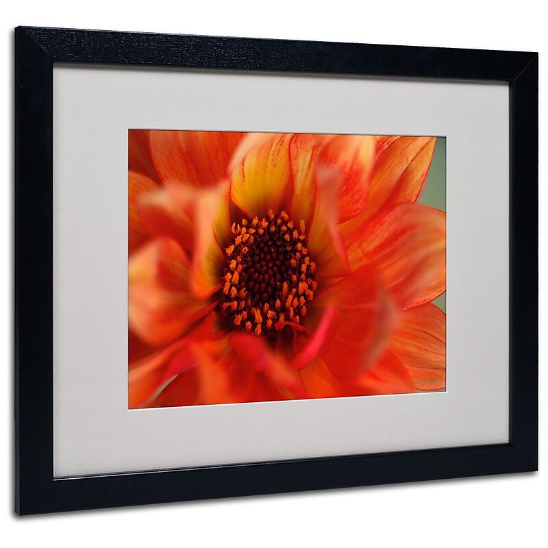 Trademark Fine Art 'Fiery Dahlia' 16" x 20" Black Frame Art image 1