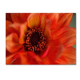 Trademark Fine Art 'Fiery Dahlia' 30" x 47" Canvas Art