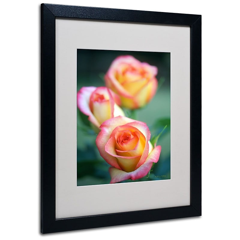 Trademark Fine Art 'Rose Trio' 16" x 20" Black Frame Art image 1